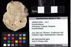 Foto (Objket + Etiketten) von Goniodromites sp. 